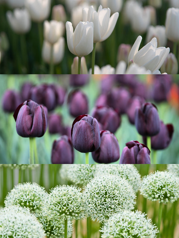 Soto Green - Bulb Collection - Wide
